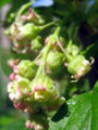 SG Ribisel Blüte.jpg