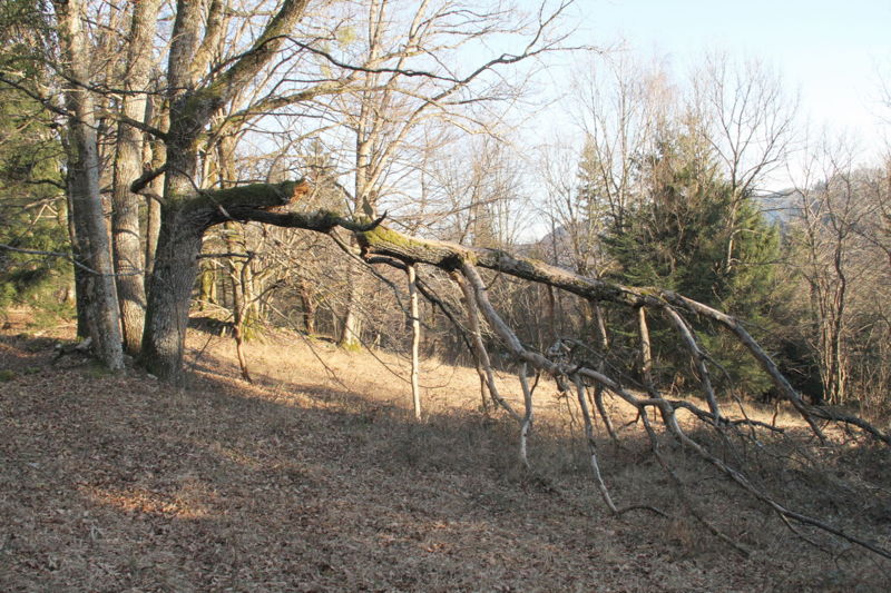 Datei:SD Eiche Weide.jpg