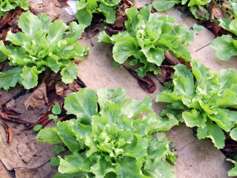 Datei:SG FT2 Endiviensalat Dez.jpg