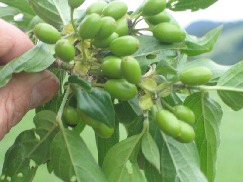 Datei:Dirndl grün klein1 .JPG