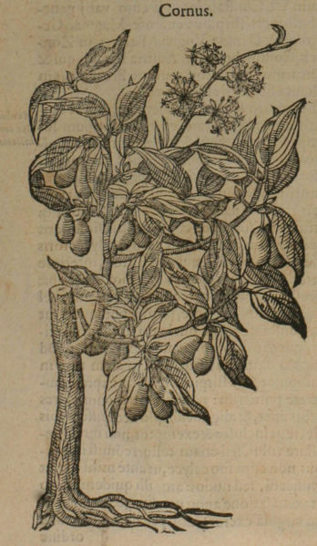 Datei:Clusius 1401.jpg