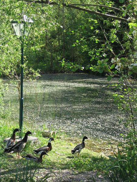 Datei:SH Enten beim Steinschalerteich.jpg
