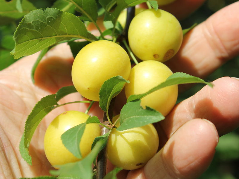 Datei:SG Kirschpflaume5.jpg