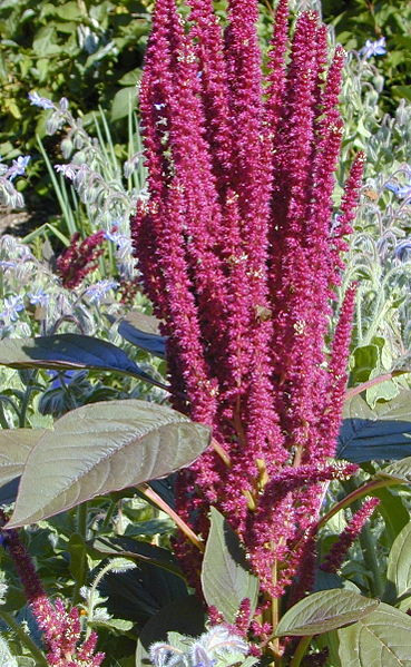 Datei:Amaranth rot.jpg
