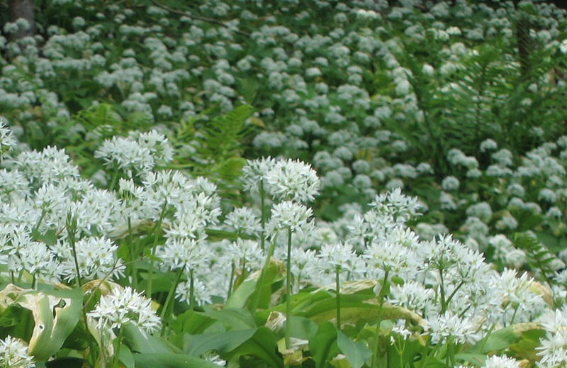Datei:Bärlauchwald.jpg