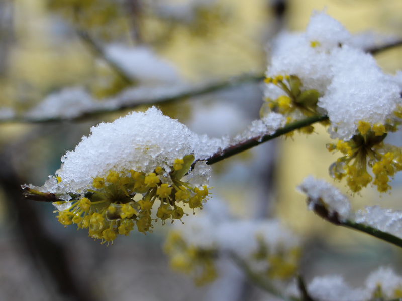 Datei:Dirndlblüten im Schnee.jpg