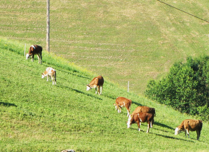 Datei:Kühe Weide.jpg