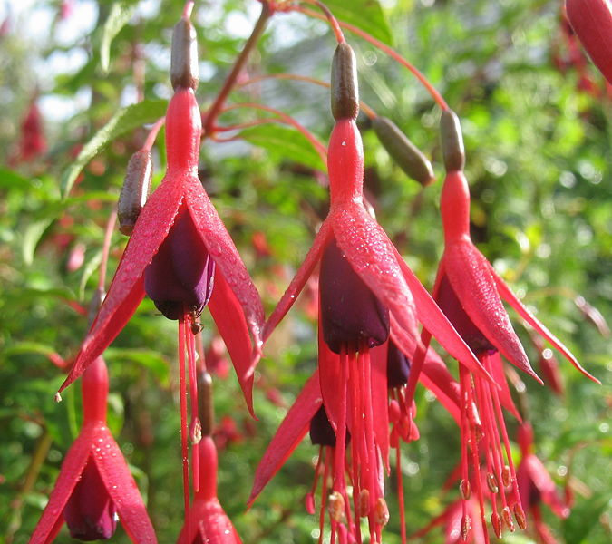 Datei:SG Fuchsien.jpg