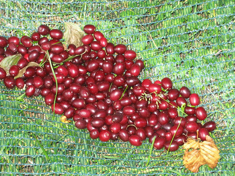 Datei:Dirndlernte 34.JPG