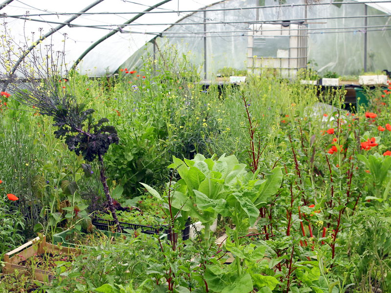 Datei:SG FT 01 Juni.jpg