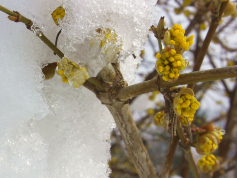 Datei:Dirndlblüte Schnee9.jpg