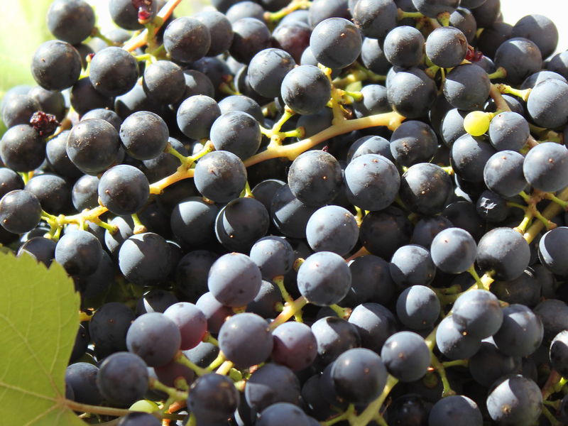 Datei:SH Weintrauben-Ernte.jpg