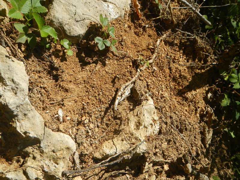 Datei:Braunlehm 1.jpg