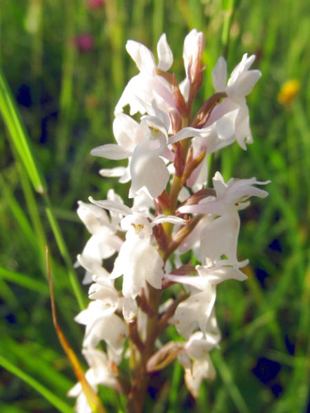 Datei:EST Orchidee Juni .jpg