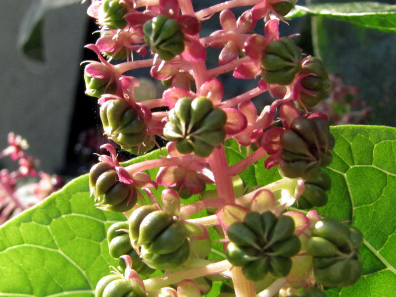 Datei:SG-Kerrmesbeere unreif.jpg