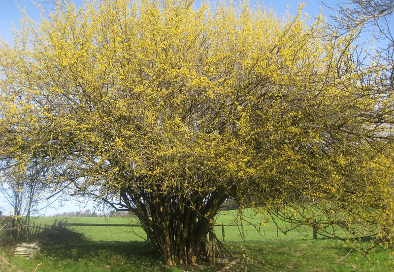 Datei:Vollbluete im April 2013.jpg