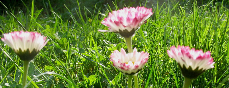 Datei:Rote Gänseblümchen.jpg