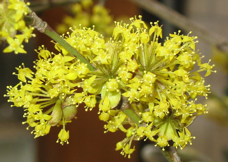 Datei:Dirndlblüten 3r.jpg