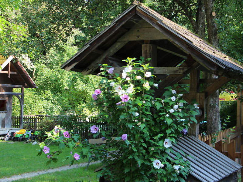 Datei:SG Nostalgiegarten Malvenblüten Sommer.JPG
