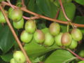 SG-Kiwi am Strauch.jpg