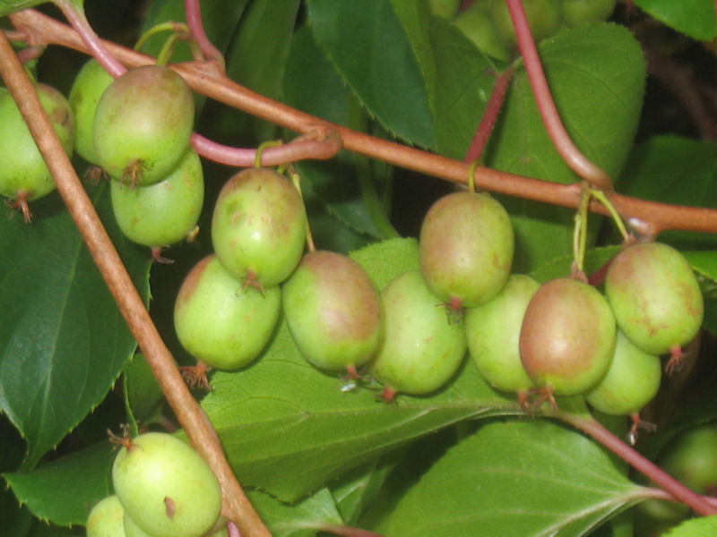 Datei:SG-Kiwi am Strauch.jpg
