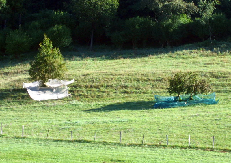 Datei:Dirndlernte Netze2.jpg