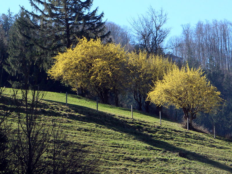 Datei:Dirndlblüte Hacklseite.JPG