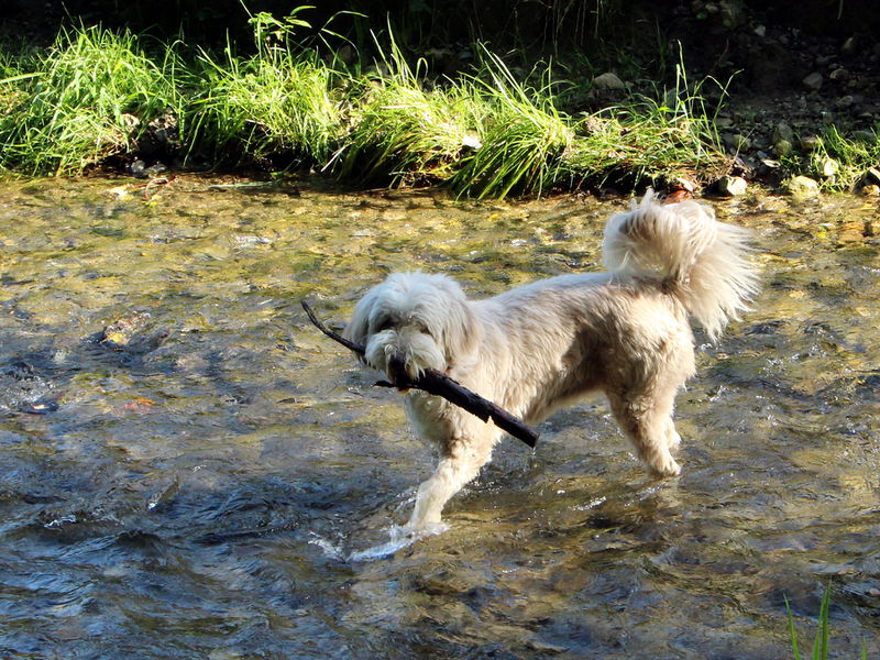 Datei:Hundepspaß Paula am Hundebadeplatz.JPG