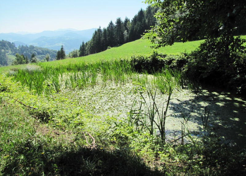 Datei:Träne - Sandler Kapelle.jpg