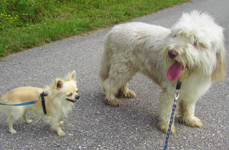 Datei:Fam Groß 2012 Hunde.jpg