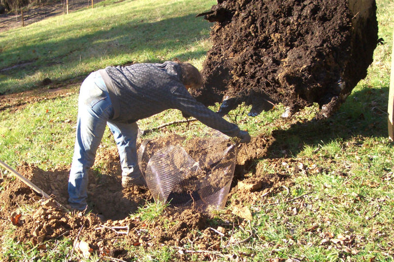 Datei:Baumpflanzung Wühlmausgitter rein.jpg