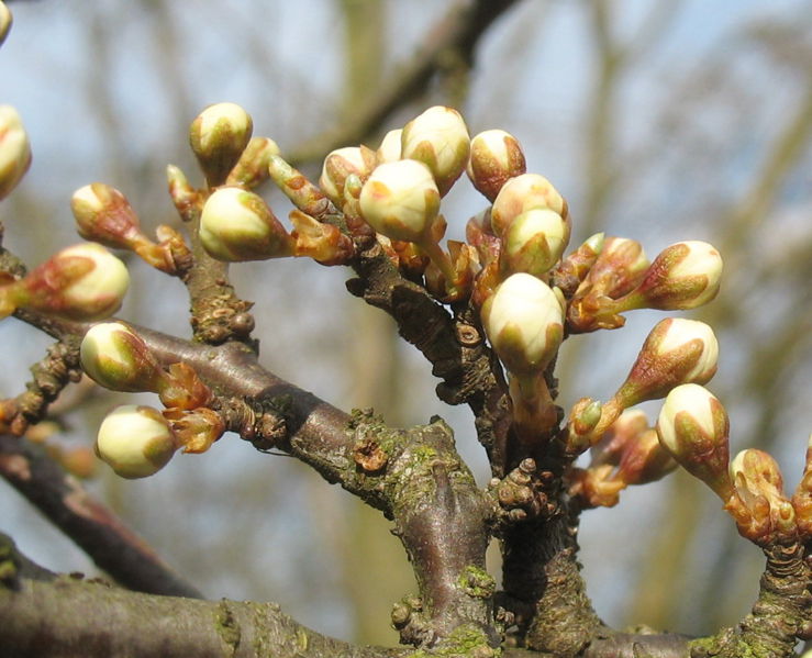 Datei:Birnenblütenund Knospen.jpg