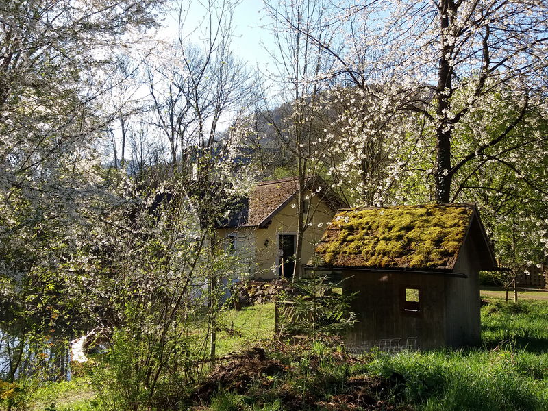 Datei:SG ST Blütenfülle.jpg