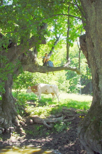 Datei:Bärntaler Loakn - Sommer.jpg