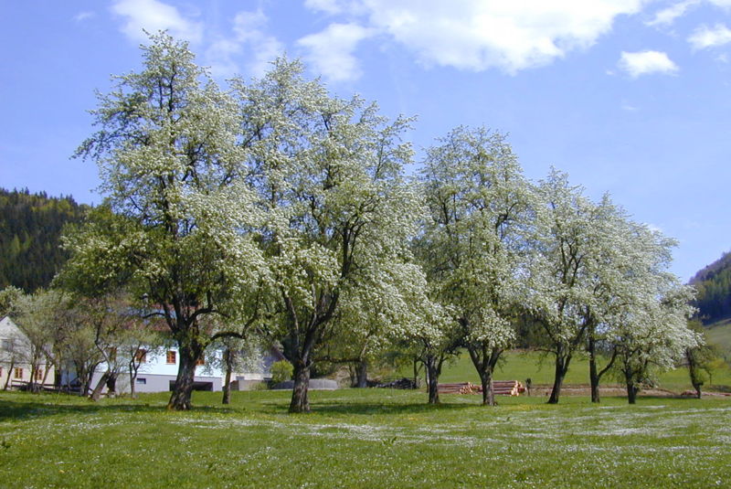 Datei:Birnbaum-Zeiler in Frankenfels.jpg