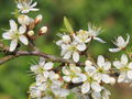 SG Schlehenblüten.jpg