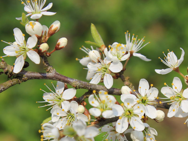 Datei:SG Schlehenblüten.jpg