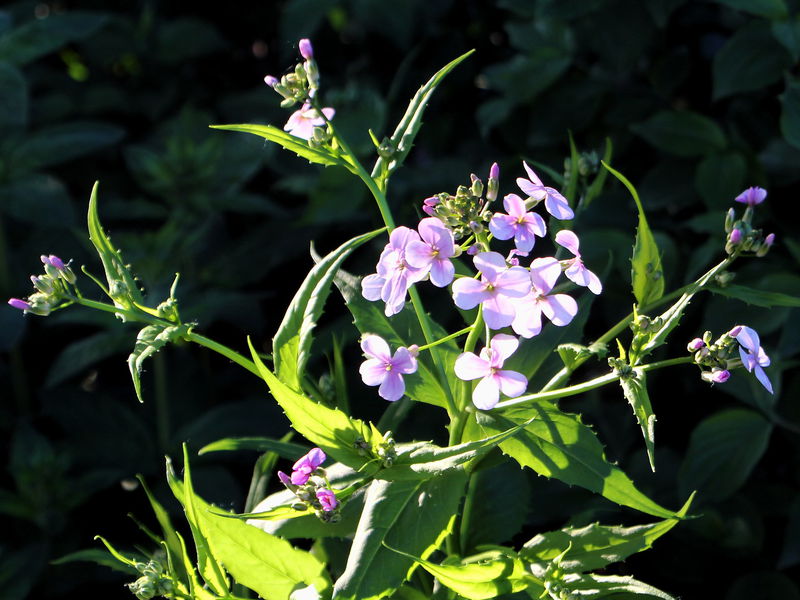 Datei:SG Gartenviole-Blütte3.jpg