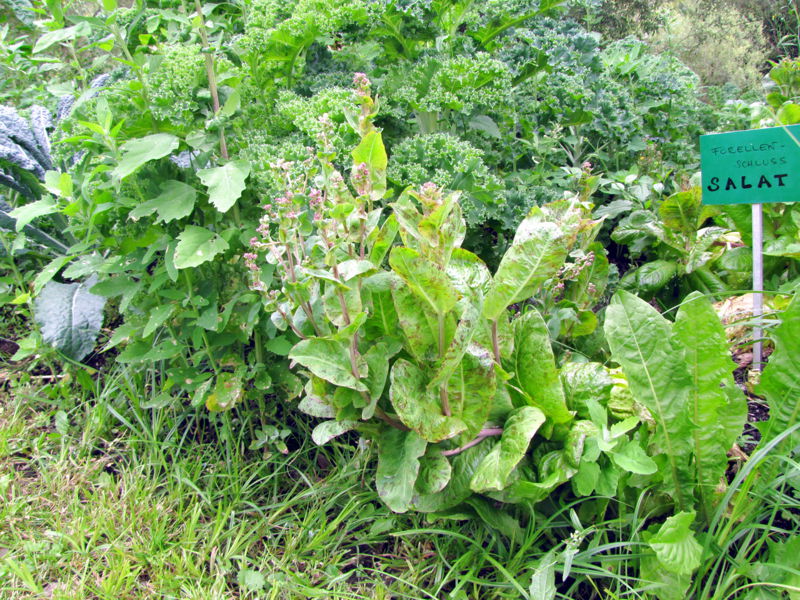 Datei:SG Salat-Wirrwarr.jpg