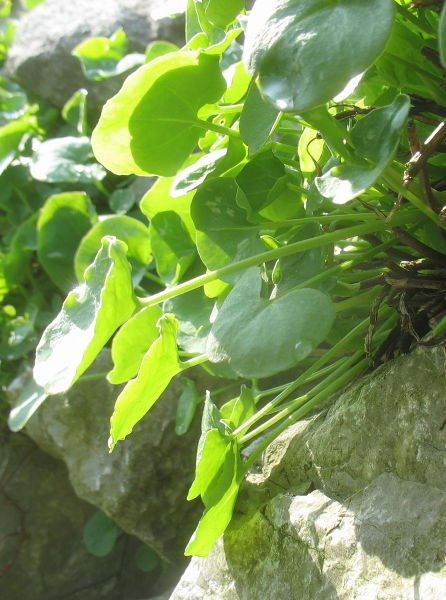 Datei:SG-Schildampfer am Stein.jpg