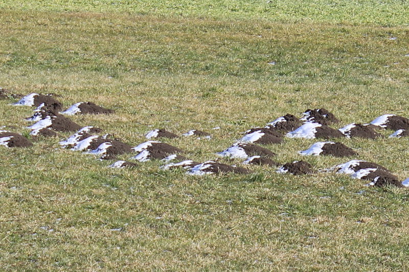 Datei:Maulwurfshaufen Winter.jpg