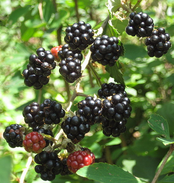 Datei:Brombeeren.jpg
