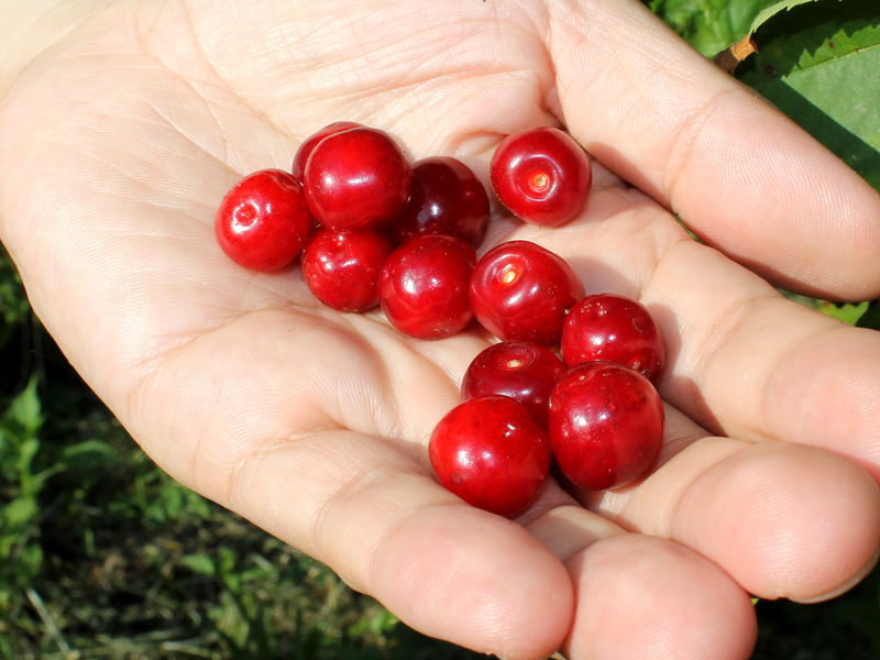 Datei:SG Vogelkirschen Hand.JPG