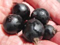 Ribogro in Hand.jpg