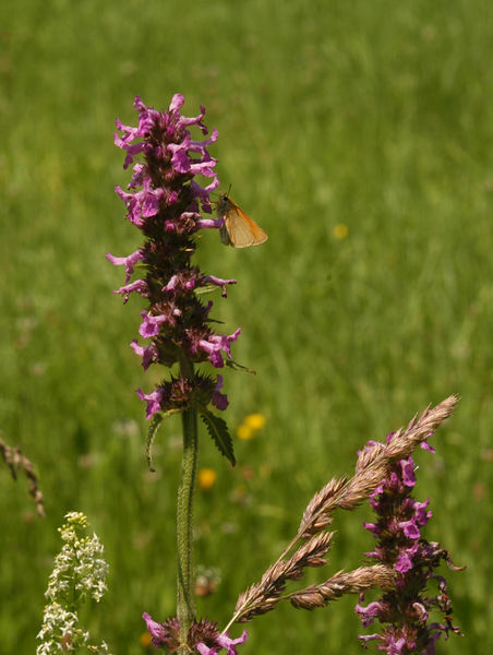 Datei:Betonica officinalis 040718 03.jpg
