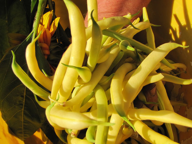 Datei:SG gelbe Fisolenenrte.JPG