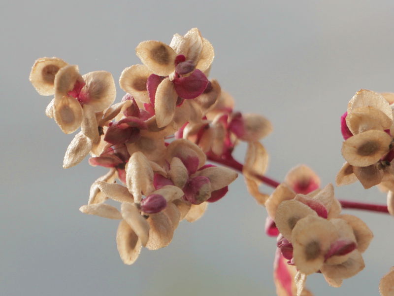 Datei:Samenstand rote Melde.jpg