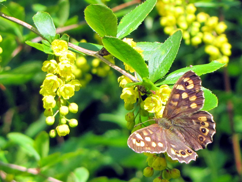 Datei:SG Berberitze Schmetterling .jpg
