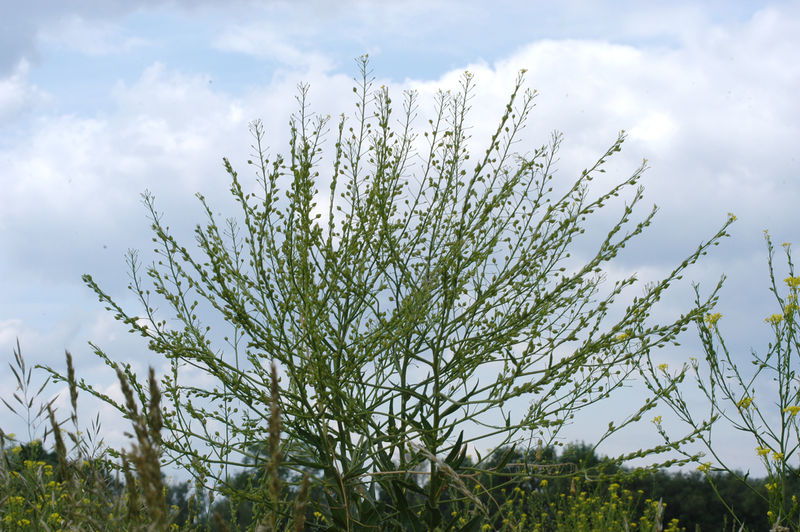 Datei:Bunias orientalis 050606 02.jpg