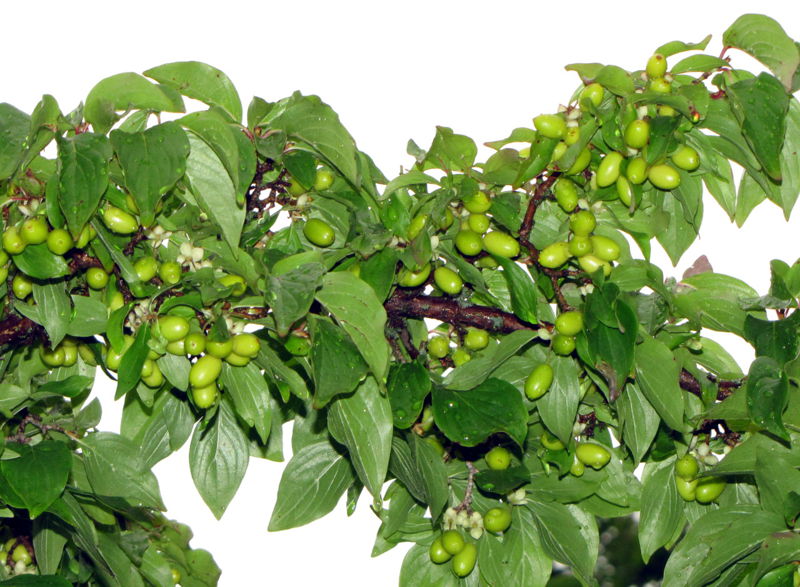 Datei:Grüne gelben Dirndl.jpg